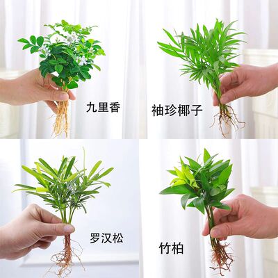 水养绿植室内水培花卉水养苗 绿萝发财树白掌盆栽桌面水培易成活