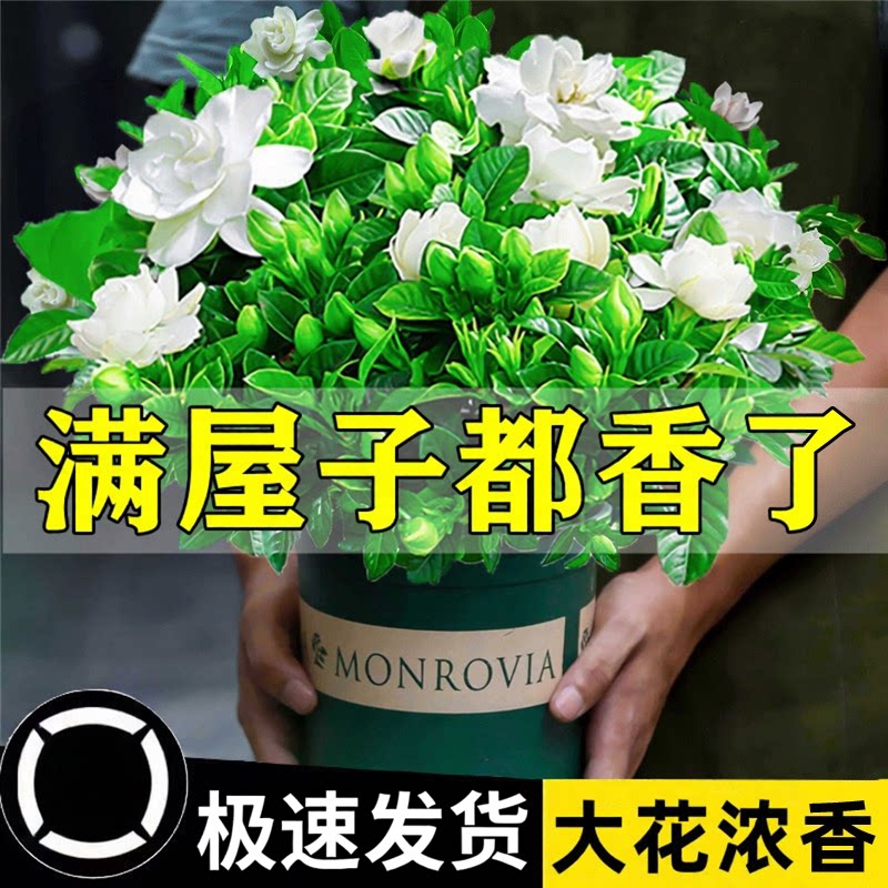 栀子花盆栽花卉植物室内带花苞阳台水培绿植浓香型大树苗四季好养