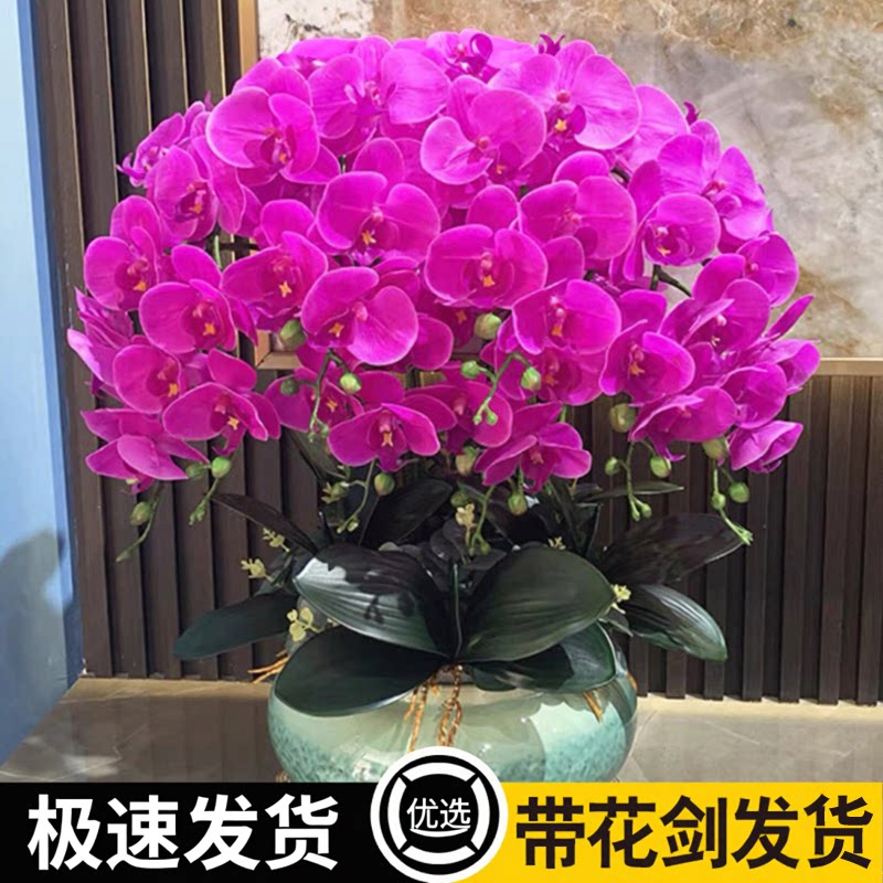 蝴蝶兰花苗带花剑带花苞盆栽兰花大苗客厅室内植物花卉四季好养活图片