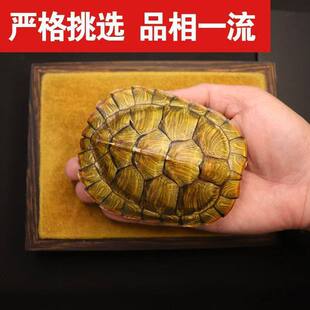 卦卜铜钱龟壳老式中华文玩手把件天然真乌龟壳卦卜测摆件干净龟壳