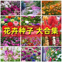 【】重瓣太阳花多年生四季开花波斯菊百日草籽野花卉种子