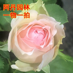 玫瑰花苗大花浓香四季 开花盆栽地栽阳台庭院 阿丹园林直播专拍月季