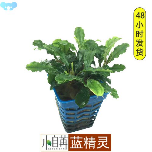Aquarium Plants Fish Tank Smurf Pepper Ficus水草植物鱼缸1