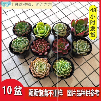 Potted potted potted potted potted succulents package with跨
