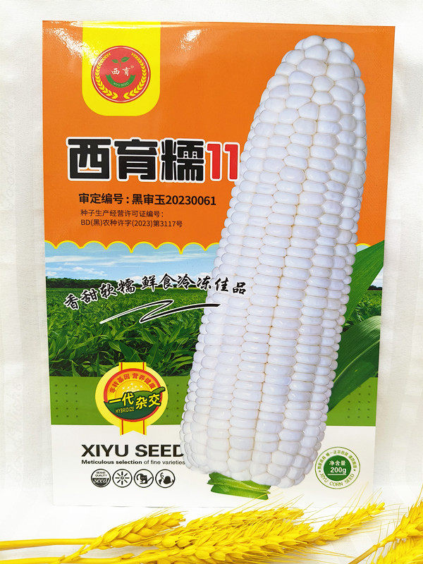 东北蔬菜种子籽白粘玉米黏苞米种家庭园艺种子