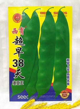 东北豆角种子西育超早38天大油豆角种子油豆王早熟豆角种子100克