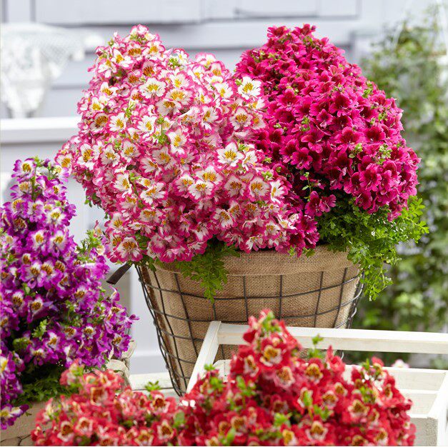 蛾蝶花种子四季花卉四季开花不断秋季适合种的花院子阳台鲜花种子