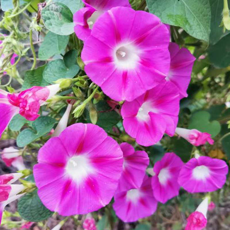 粉色大牵牛花种子爬藤垂吊盆栽庭院阳台植物四季种易活花种籽子