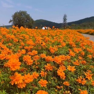 硫华菊花籽黄波斯菊花种籽子四季播种开花卉室外种植阳台庭院盆栽