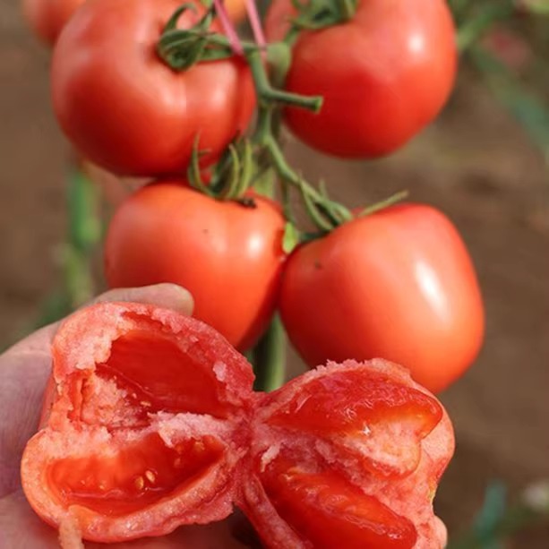 四季种植高产早熟阳台庭院番茄籽