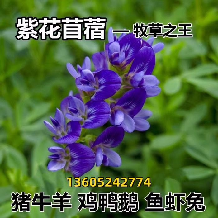 紫花苜蓿草籽种子四季高产多年生苜蓿菜猪牛羊鸡鸭鹅鱼牧草种子籽
