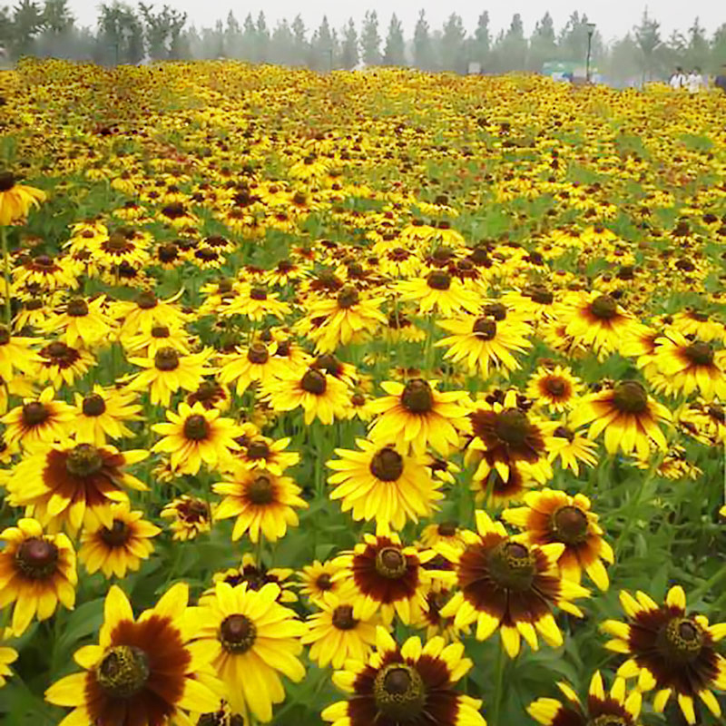 室外庭院金光菊多年生耐寒花种子