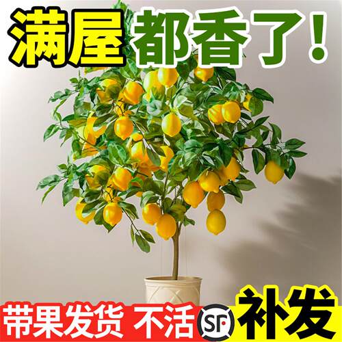 香水柠檬树苗盆栽带花果可