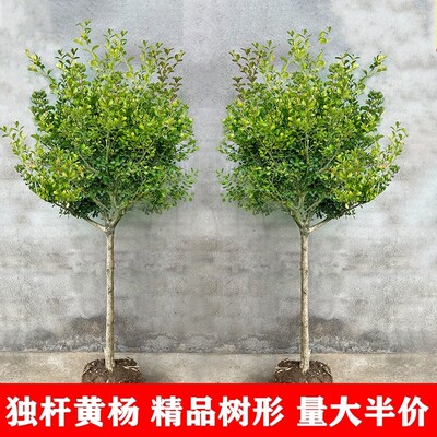 独杆黄杨盆景苗耐寒常青易成活