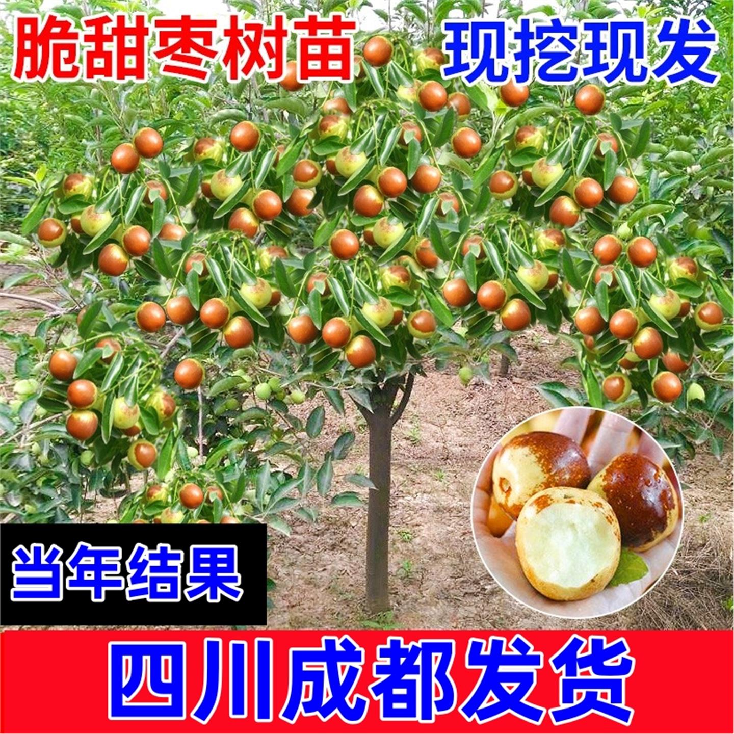 枣树活苗嫁接冬地栽果当年