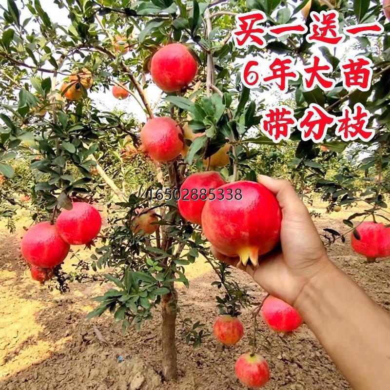 软籽突尼斯石榴树树苗无籽南方北方种植嫁接石榴苗树地栽当年结