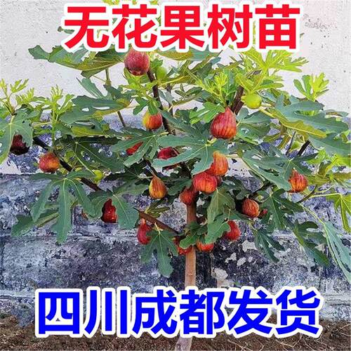 特大耐寒无花果树苗盆栽