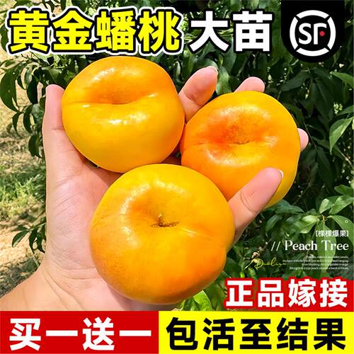 黄金蟠桃苗特大早熟嫁接树