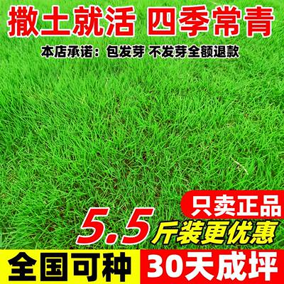 进口草坪种子四季常青庭院