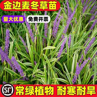 金边麦冬玉龙草阔叶苗庭院绿化四季常青耐寒耐阴植物矮麦冬玉龙草