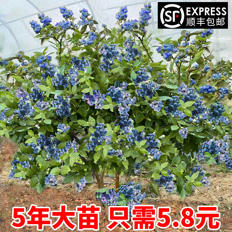 蓝莓苗盆栽蓝莓树果苗北方南方种植四季果树薄雾兔眼特大阳台带果