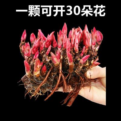 重瓣芍药花苗带芽根块四季