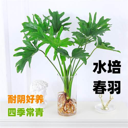 水培植物春羽盆栽蔓绿绒室内龟背芋春雨绿植常青黄金葛好养办公桌