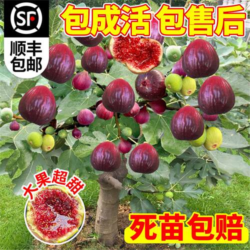 无花果树果苗特大果盆栽树苗南方北方矮化老桩波姬红庭院四季果树