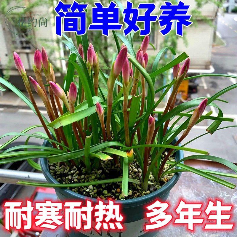 风雨兰种球四季植耐寒热多