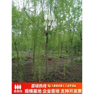 垂柳树苗速生黄金柳园林绿化庭院河边金丝柳树行道垂杨柳大树旱柳