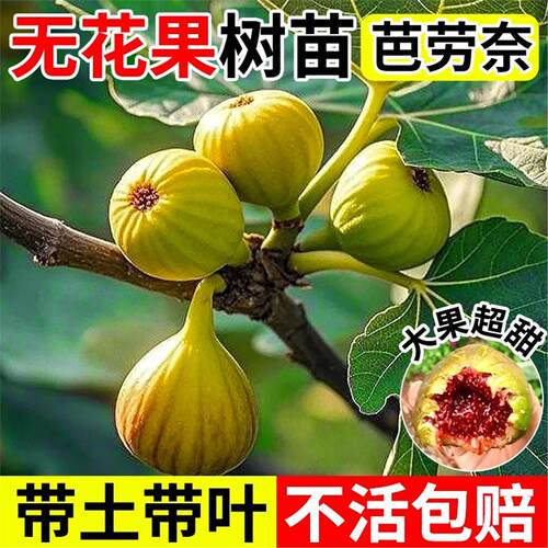 无花果树苗芭劳奈南北方地