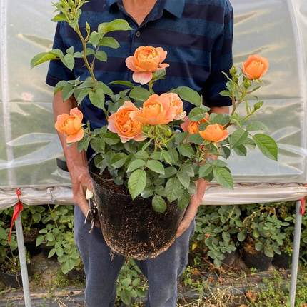 月季特大花浓香果汁阳台庭院花卉植物盆栽蔷薇四季玫瑰花苗带花苞