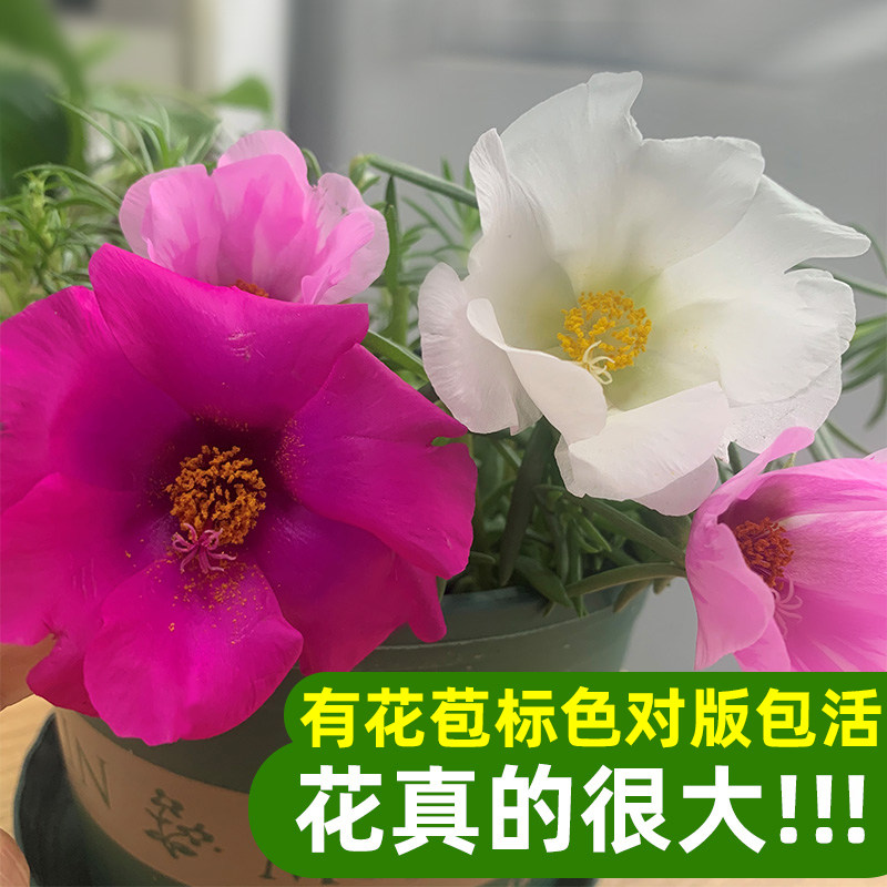 【现货】针叶单瓣太阳花特大花苞阳台庭院盆栽苗宿根多年生耐热