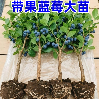 蓝莓树果苗盆栽地栽耐寒特大果