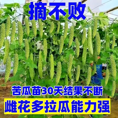 苦瓜秧苗种籽蔬菜苹果白玉