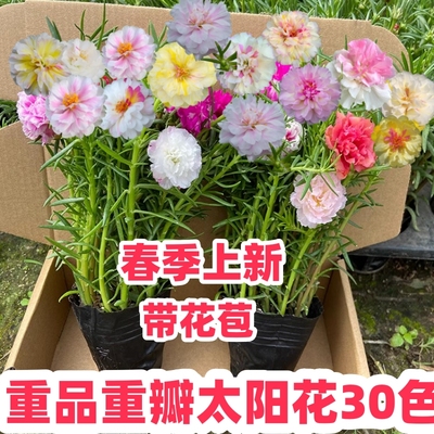 太阳花苗四季种夏秋开花带根