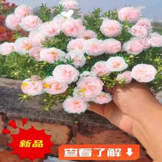 重瓣太阳花花苗带根带花苞四季开花植物阳台庭院花卉宿根盆栽