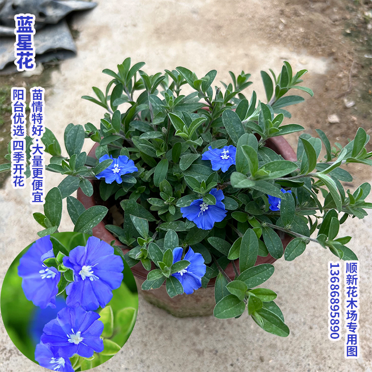 蓝新品花四季易养吊兰垂吊植物苗开庭洲栽院盆耐热花卉花阳台美星