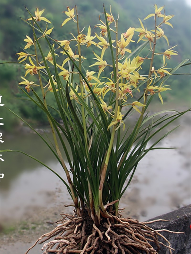 秦岭浓香型蕙兰 兰花带花苞 精品兰花苗春兰花卉四季盆景兰草绿植