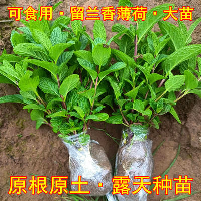 食用薄荷盆栽留兰香驱蚊植物室内