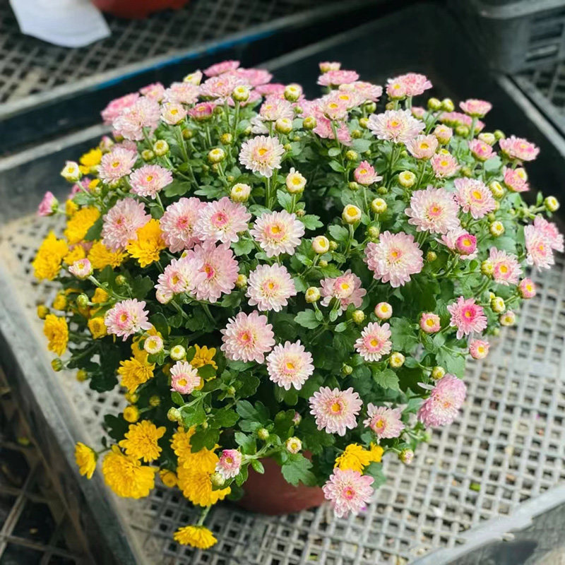 糖果菊花籽种子混色玛格丽特小千头菊品种盆栽四季易种开花不断