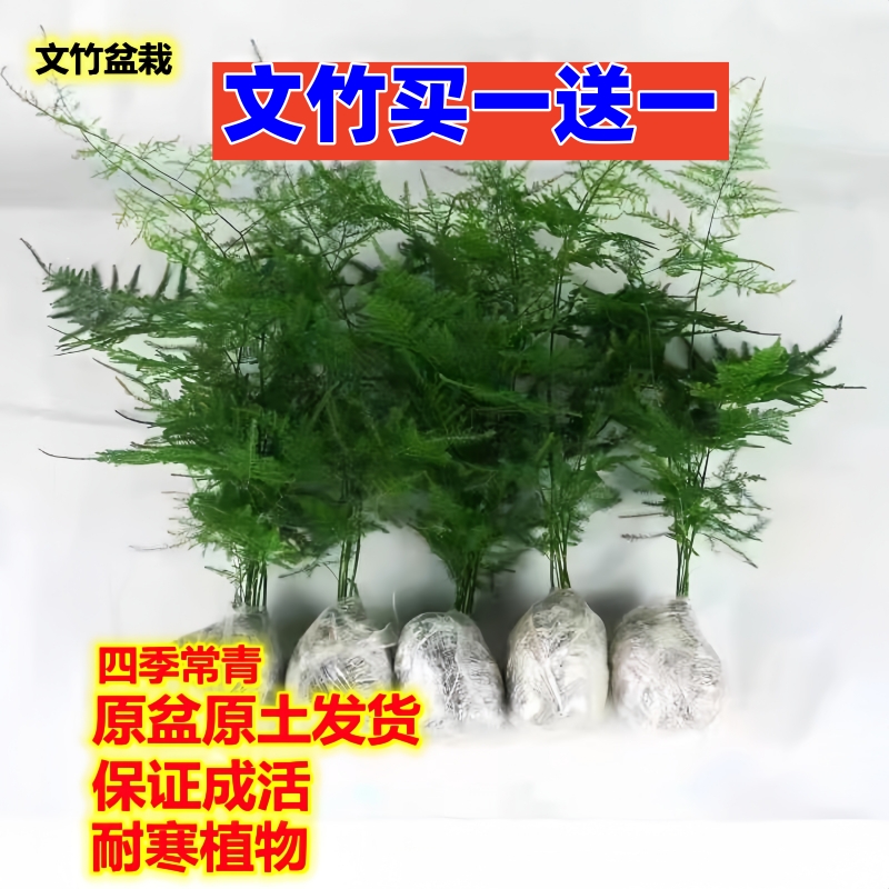 文竹盆栽植物办公室绿植花卉