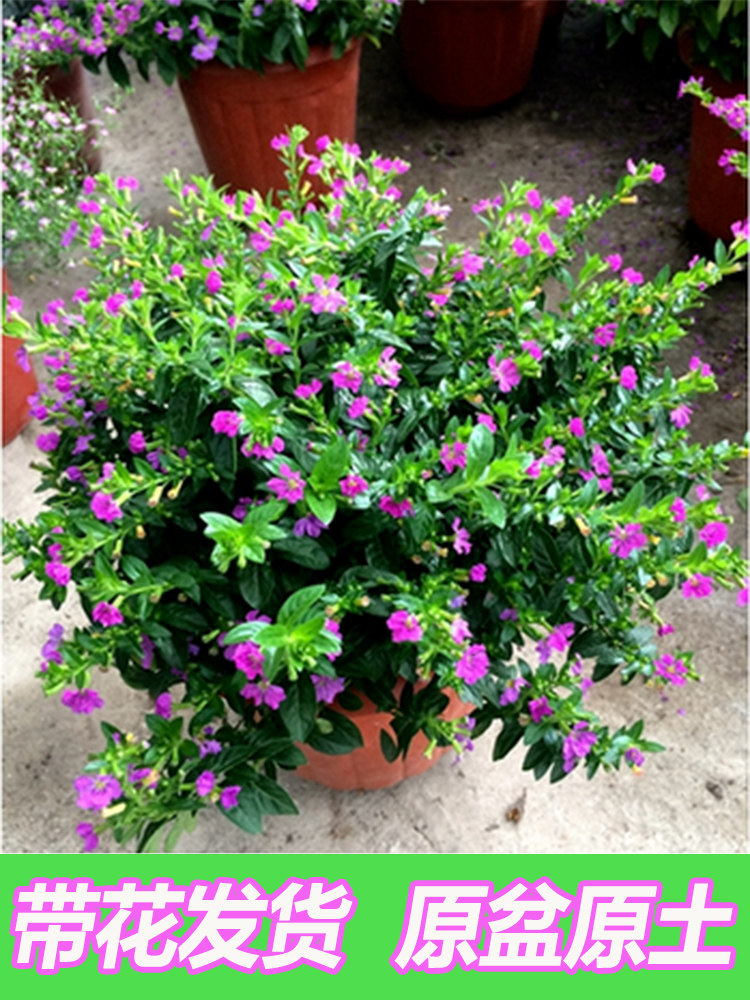 满天星盆栽四季开花室内客厅带盆栽好养带花苞发货观花植物常绿