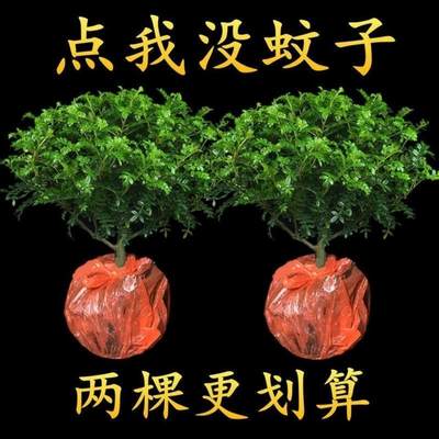 驱蚊办公室盆栽绿植四季常青净化