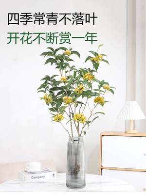 水培桂花带花苞四季开花树苗水培