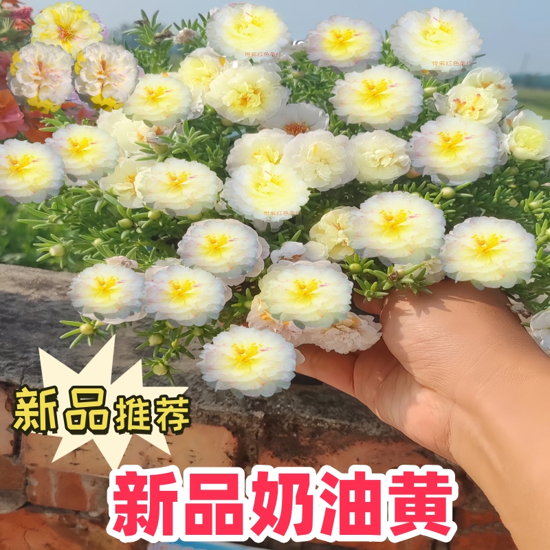 重瓣太阳花花苗带根带花苞四季开花植物阳台庭院花卉宿根盆栽-封面