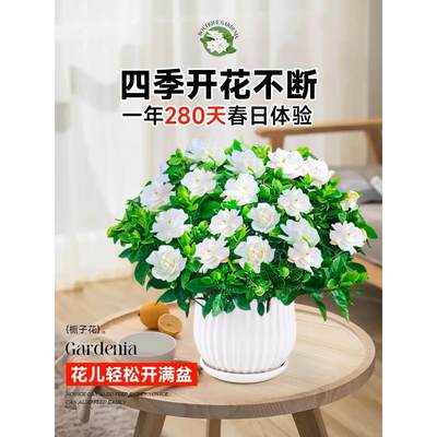 栀子花盆栽植物室内阳台