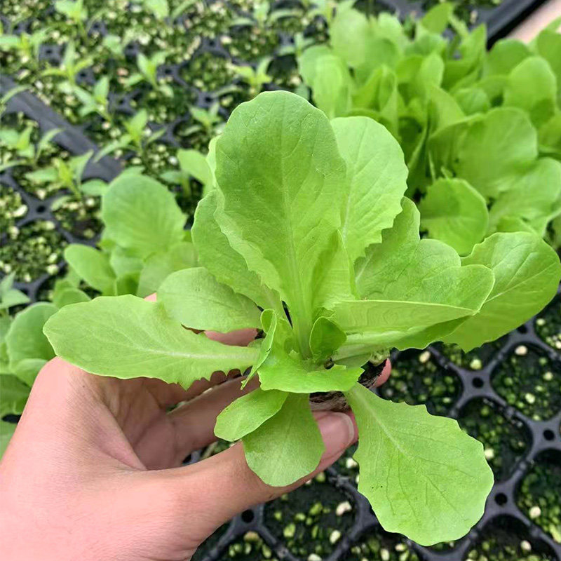 奶油生菜苗子生菜苗沙拉生菜味香甜生食味美秋冬阳台盆栽蔬菜种孑