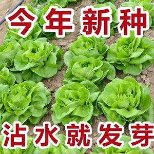 奶油生菜种子沙拉春秋农家