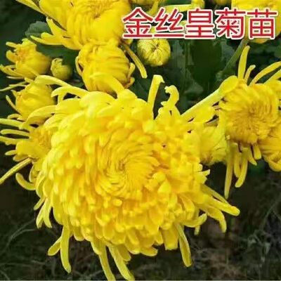 5棵可食用菊花金丝泡茶阳台庭院